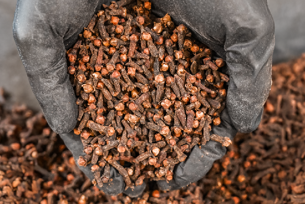 Close-up of spices held in gloved hands for brewing kombucha.
